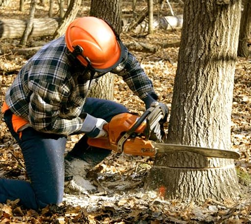 Tree Removal in Mason, IL